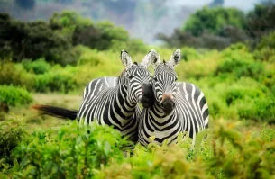 Wildlife2